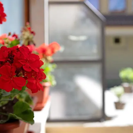 Tiny House Sofia - *